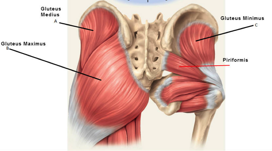 The gluteus maximus is a powerful hip extensor. 
