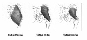 Muscles of the hip