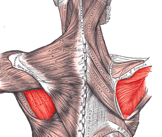 infraspinatus