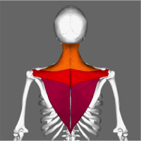 The multiple fiber directions of the trapezius allow it different lines of pulls on the scapula and shoulders.